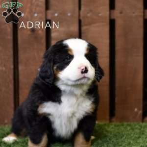 Adrian, Bernese Mountain Dog Puppy